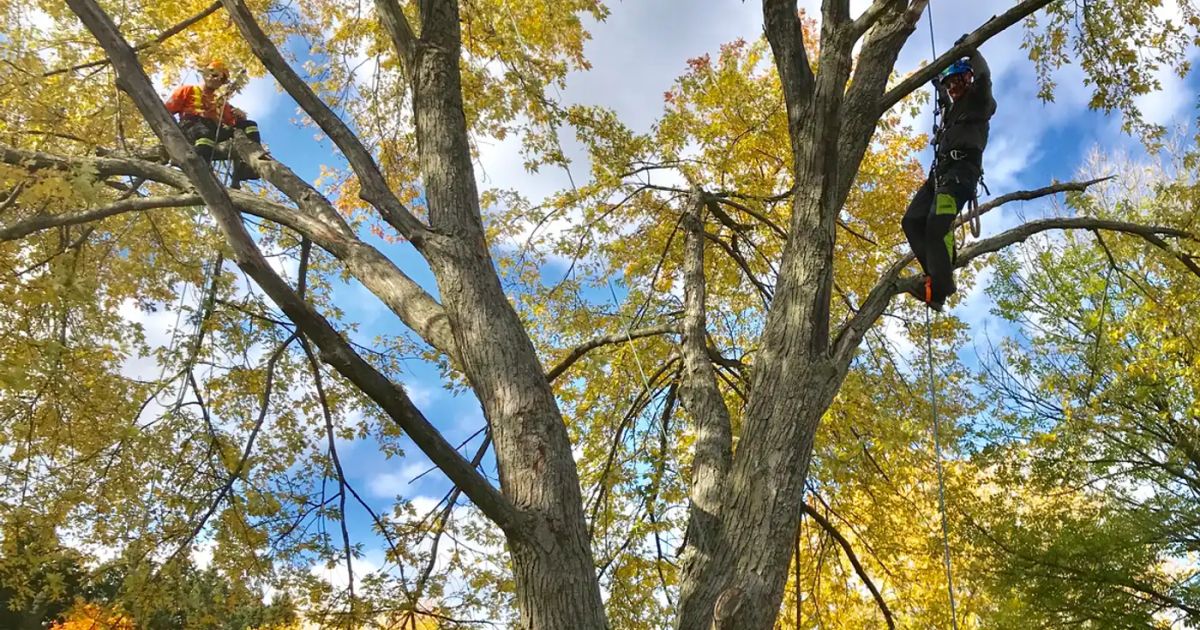 KW Tree Barber website